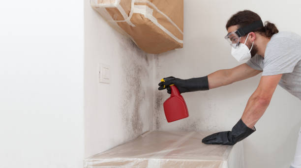 Professional Black Mold Removal technician working in Fork, MD